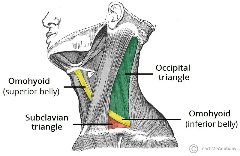 Posterior triangle of neck subdivisions
