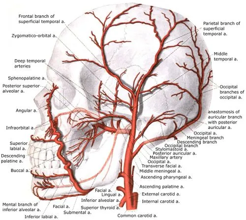 Arterial supply of the head and neck