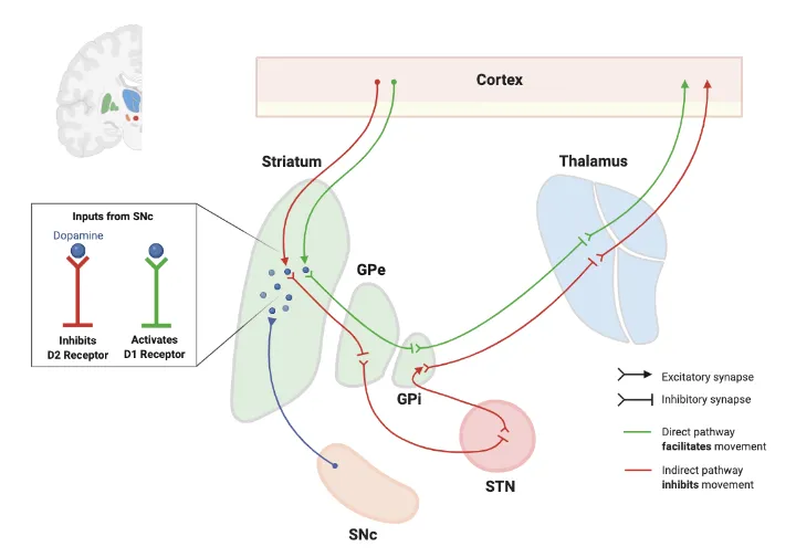 Basal Ganglia Direct and Indirect Pathways