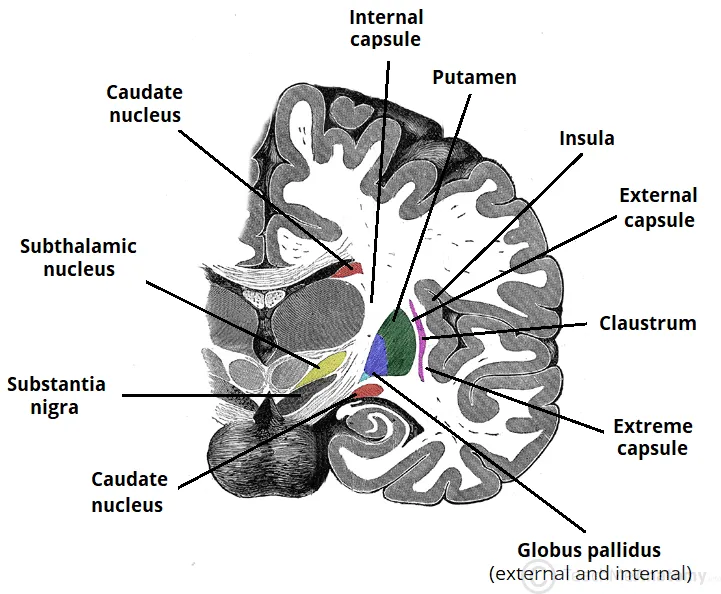 Coronal view of basal ganglia nuclei and related structures