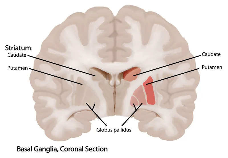 Basal Ganglia: Coronal Section with Caudate, Putamen, Globus