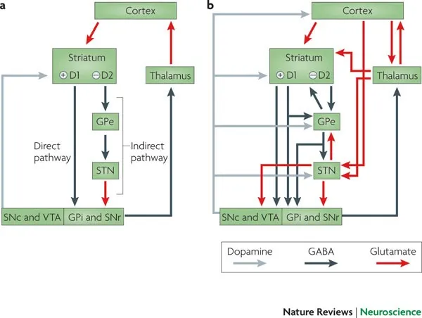 Basal Ganglia Direct and Indirect Pathways