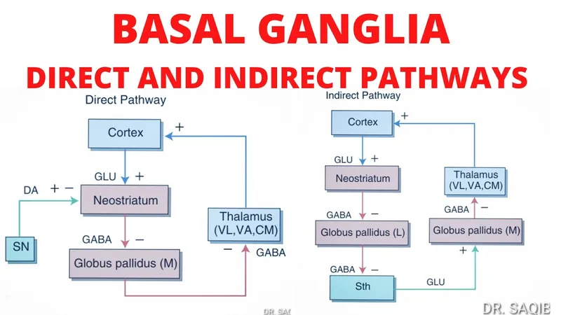 Basal Ganglia Direct and Indirect Pathways