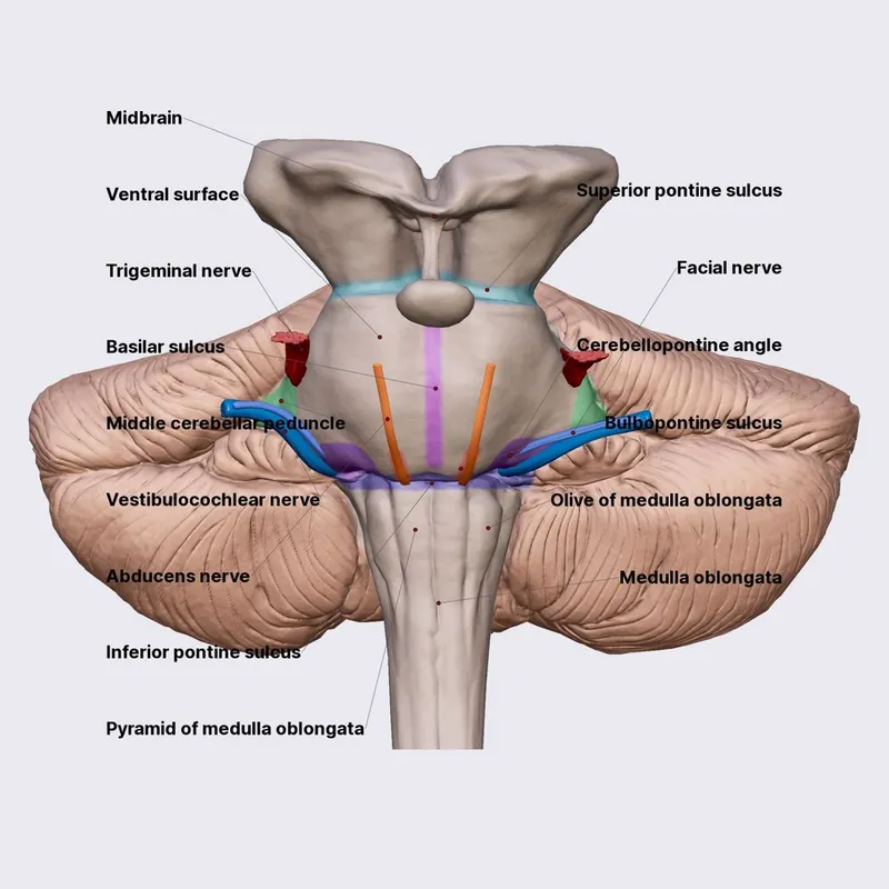 Brainstem ventral view with cranial nerves