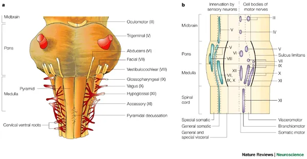 Brainstem anatomy and cranial nerve origins