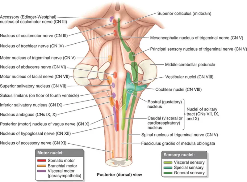 Brainstem nuclei, posterior view