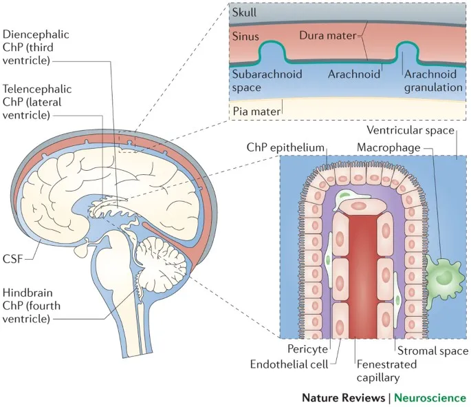 CSF Production and Circulation with Choroid Plexus
