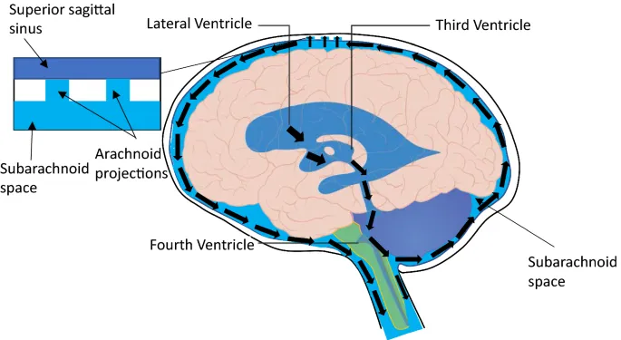 CSF flow through ventricles, subarachnoid space, and sinuses
