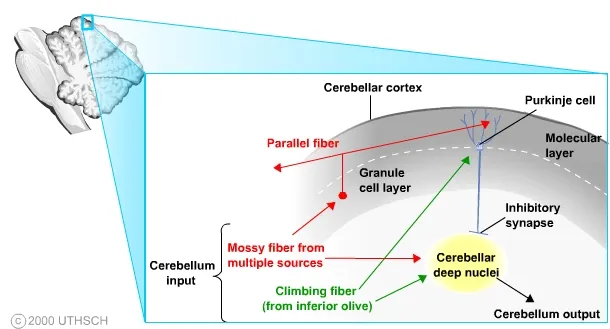 Cerebellar Input and Output Pathways