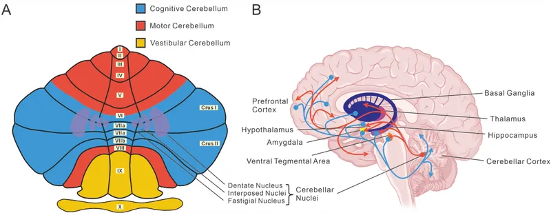 Cerebellar Lobes and Associated Brain Regions