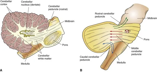 Cerebellum: Sagittal view of nuclei and peduncles
