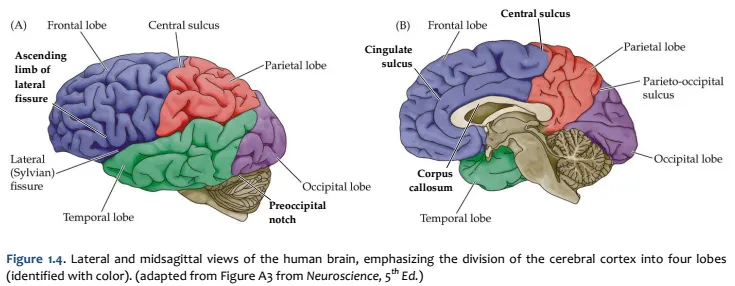 Cerebral hemispheres: lateral and medial views with lobes