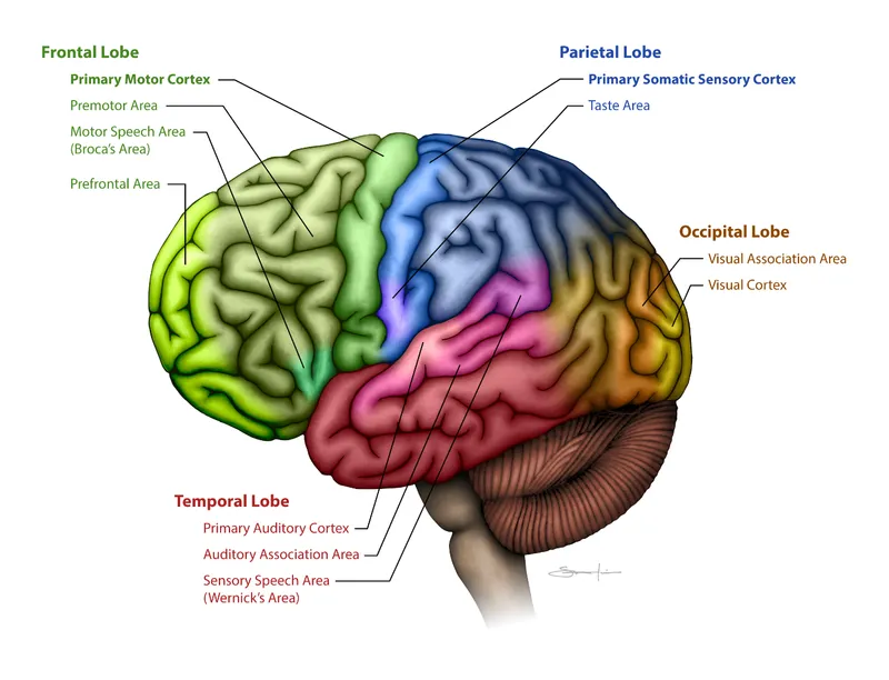 Brain Lobes and Functional Areas