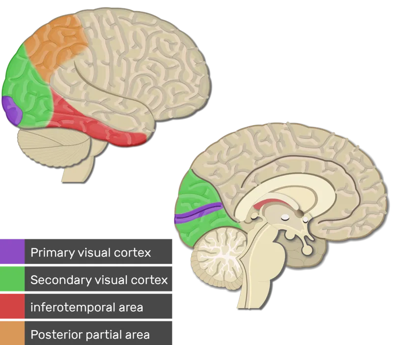 Visual Cortex and Associated Areas
