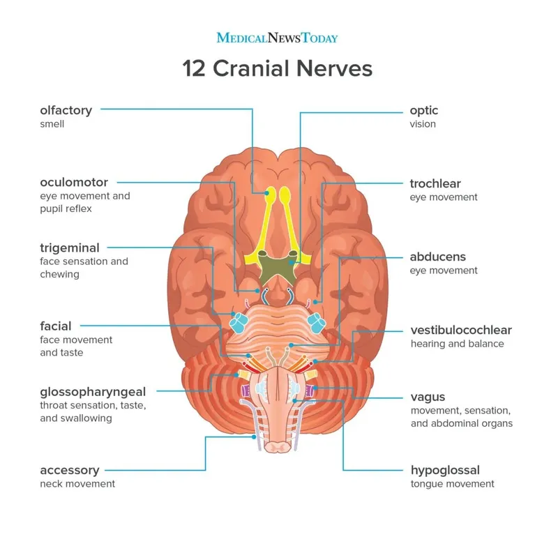 The 12 cranial nerves