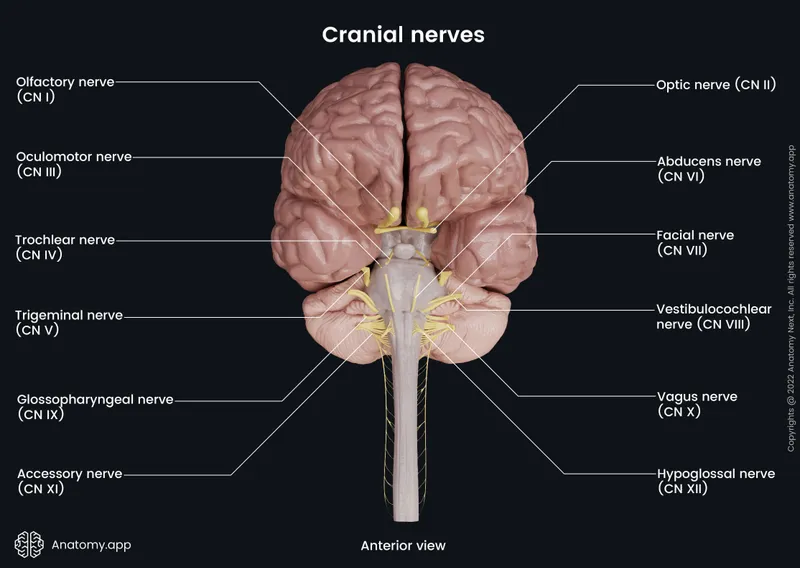 Cranial nerves anterior view with labels and Roman numerals