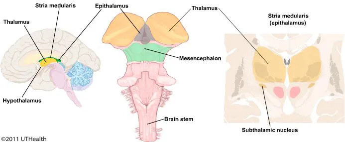 Diencephalon Anatomy: Epithalamus and Subthalamus