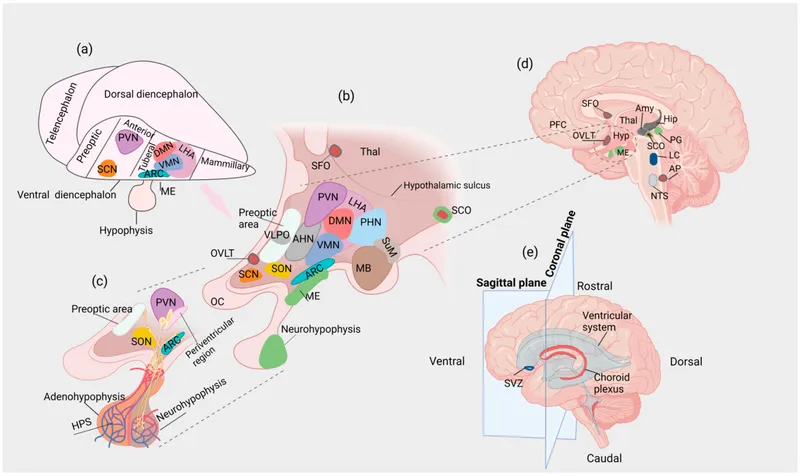 Hypothalamus and Diencephalon Anatomy and Connections