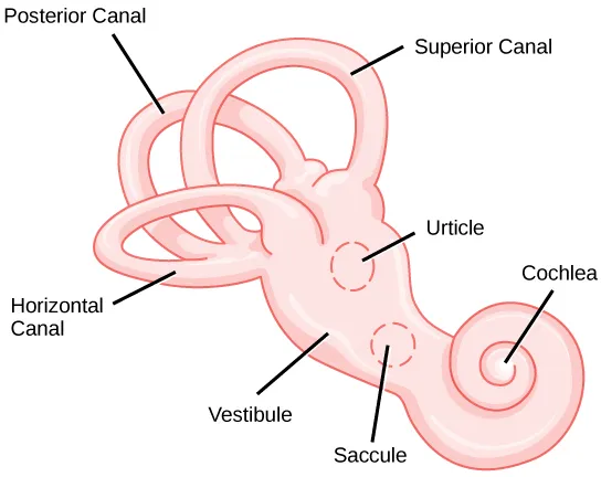 Vestibular System and Cochlea Anatomy
