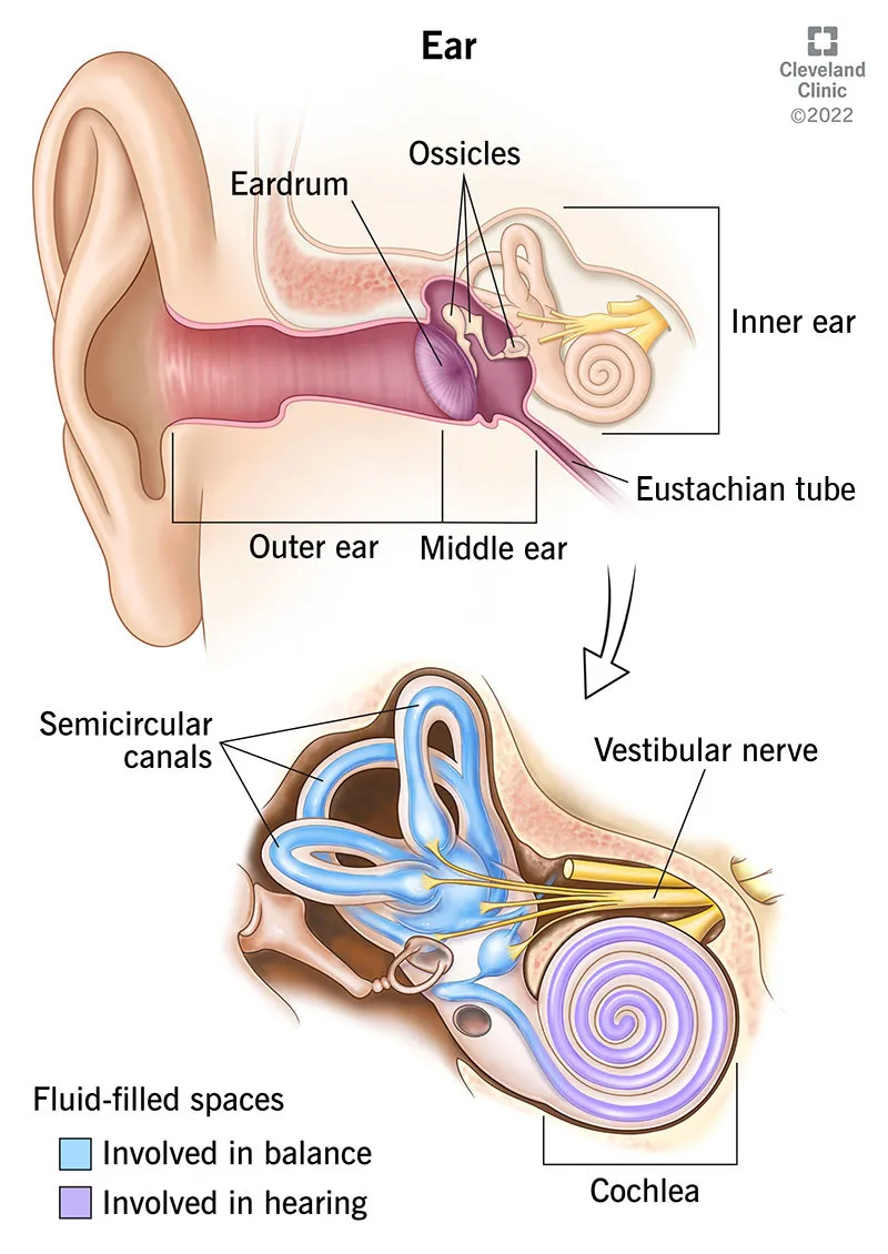 Anatomy of the Human Ear: Hearing and Balance