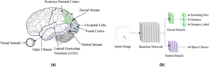 Dorsal and Ventral Visual Streams in the Human Brain