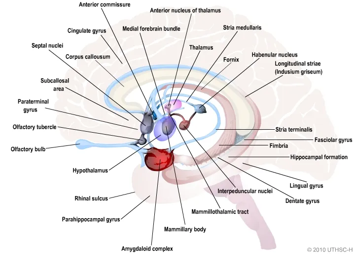 Limbic System Structures