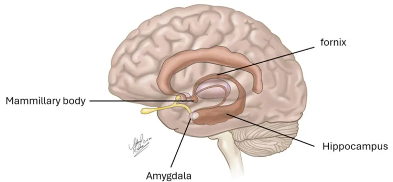 Limbic System Structures Sagittal View