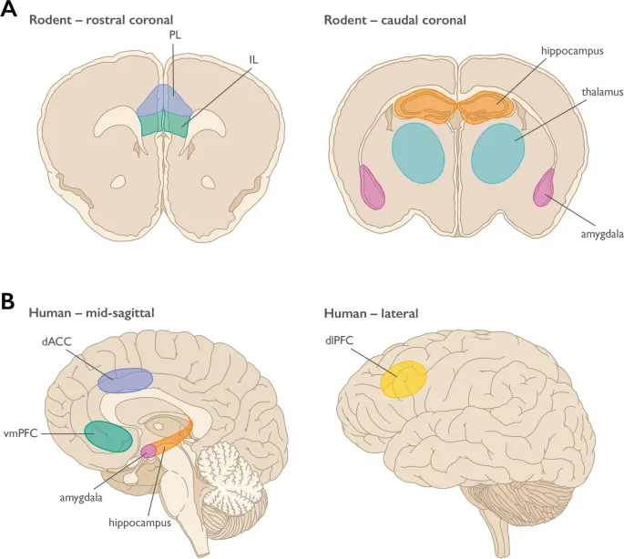 Limbic System Structures in Rodent and Human Brains