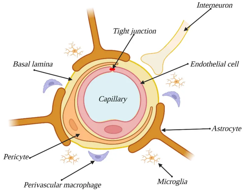 Blood-Brain Barrier Microscopic Anatomy