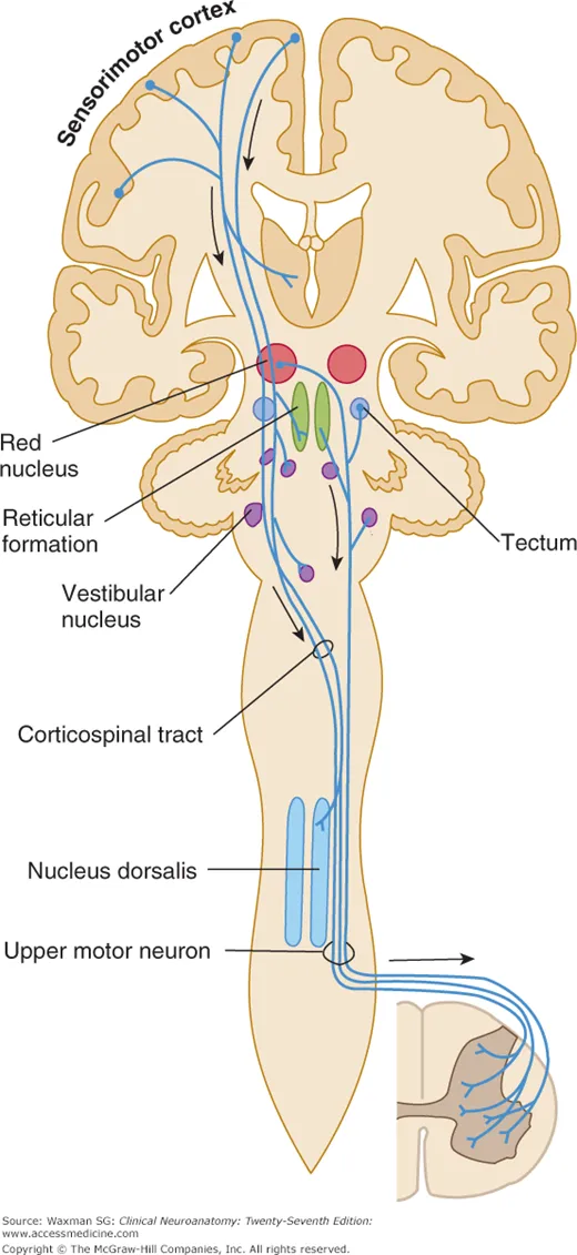 Extrapyramidal tracts and motor pathways