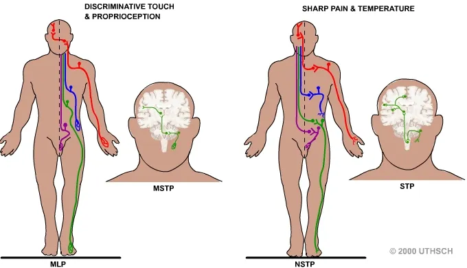 Neural Pathways: Discriminative Touch & Pain/Temperature