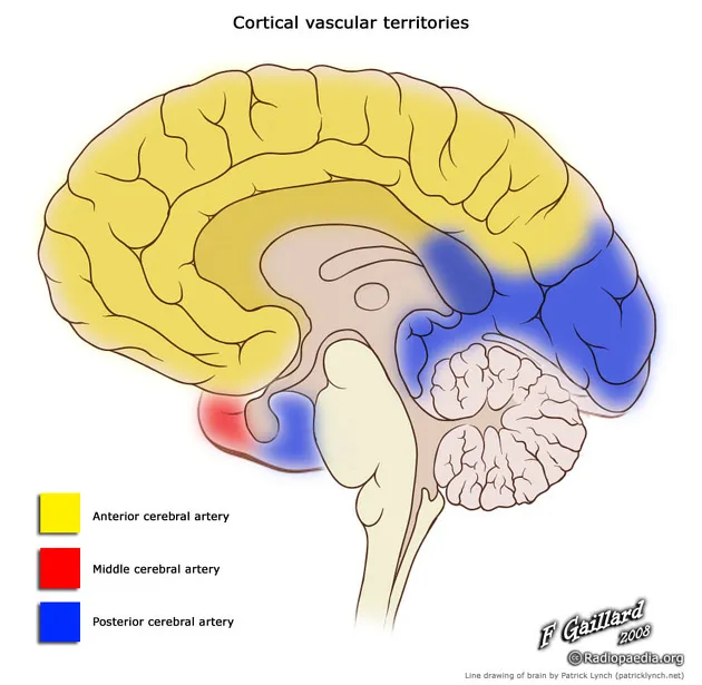Cortical vascular territories of the brain