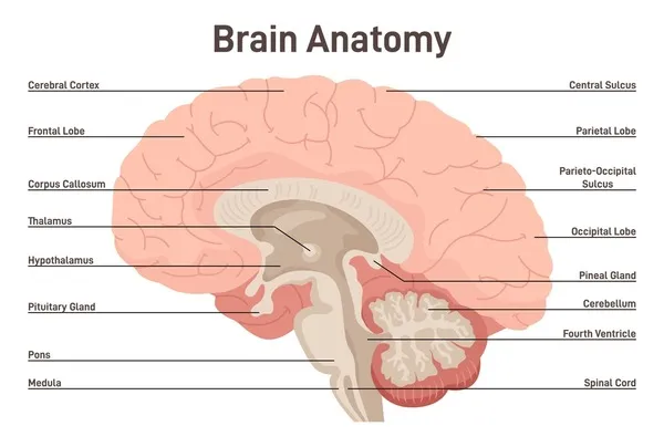 CNS: Brain Divisions and Spinal Cord