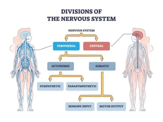 Divisions of the Nervous System Diagram