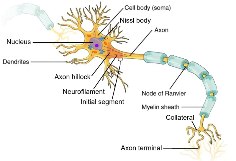 Neuron anatomy diagram