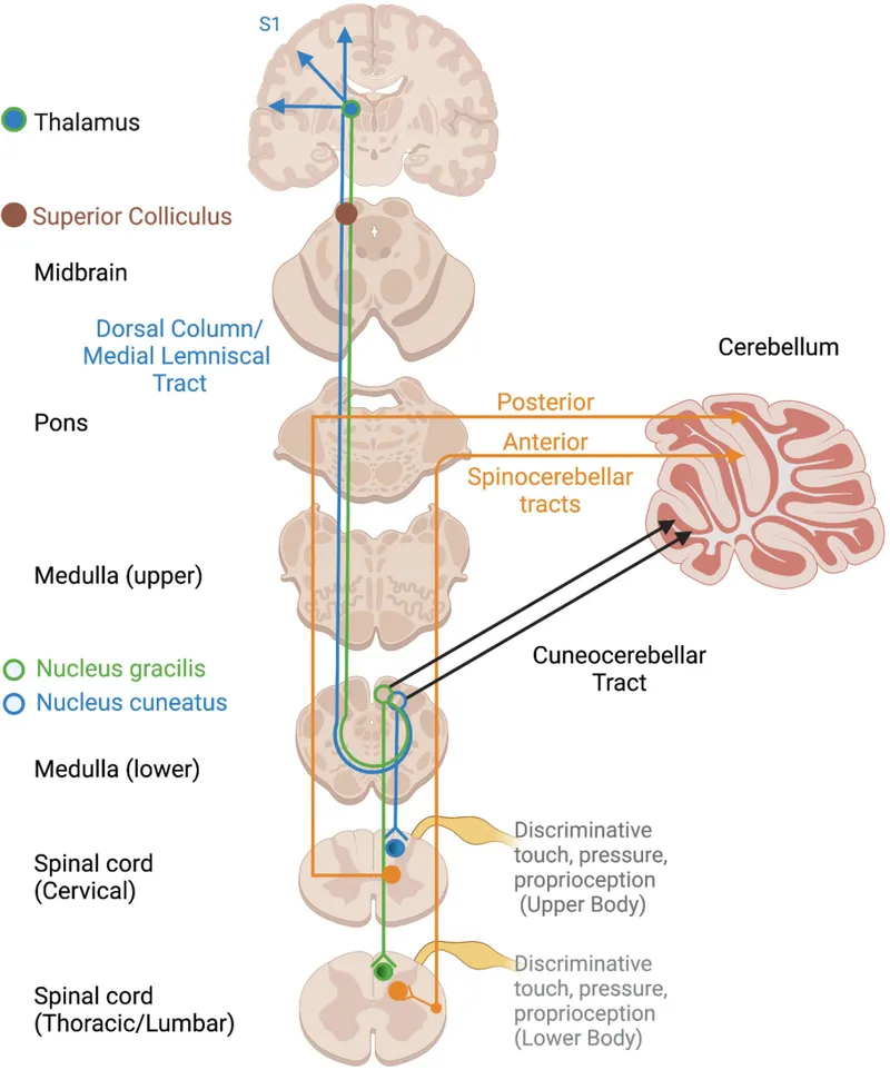 Dorsal Column-Medial Lemniscal and Spinocerebellar Pathways