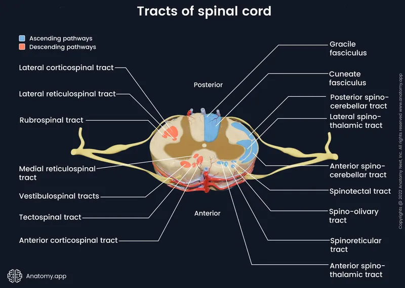 Spinal Cord Tracts Cross-Section