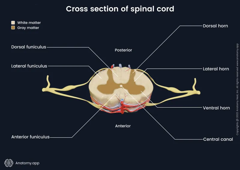 Spinal Cord Cross Section: Gray and White Matter