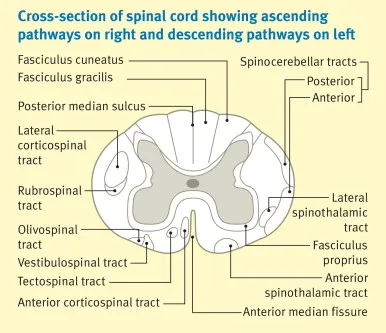 Spinal Cord Cross-Section: Ascending & Descending Pathways