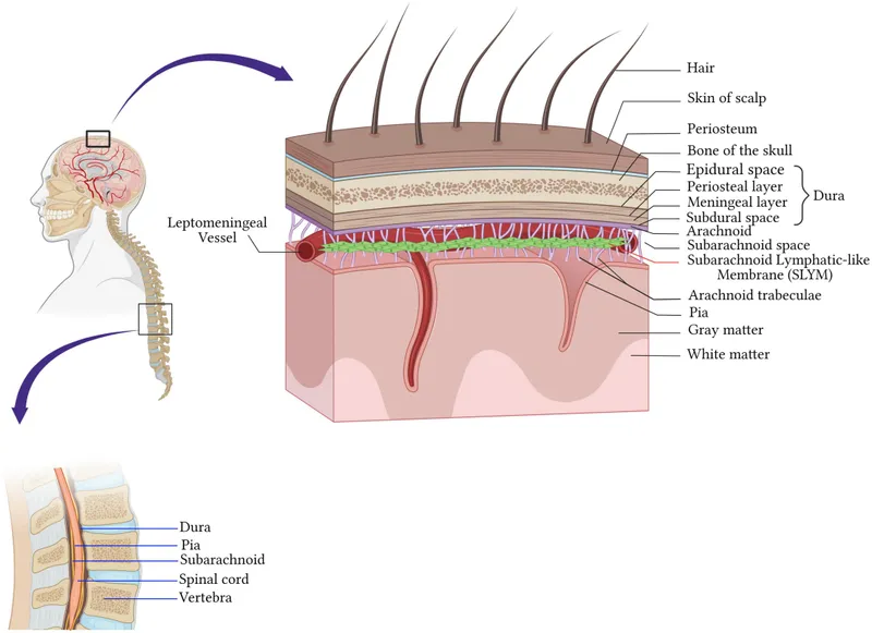 Meningeal layers and spaces of the brain and spinal cord