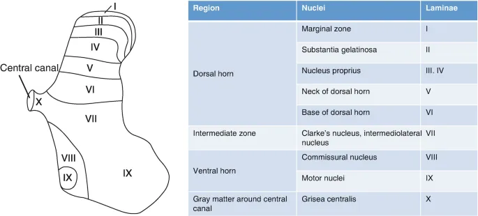 Spinal Cord Gray Matter: Rexed Laminae and Nuclei