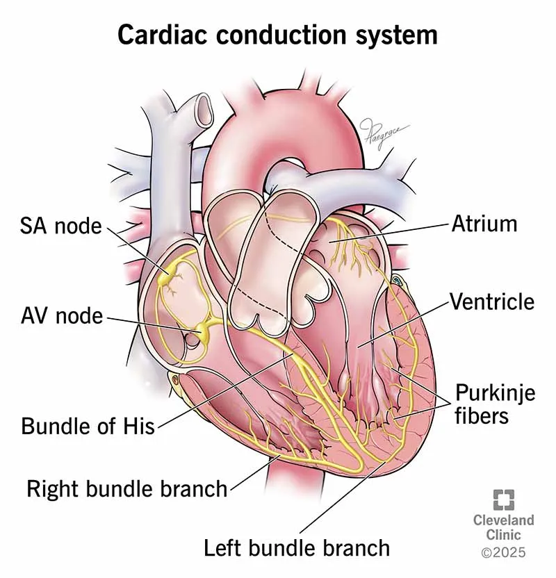 Cardiac Conduction System