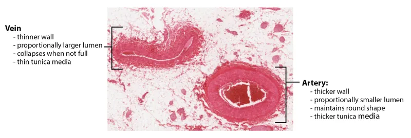 Histology of Artery and Vein Comparison
