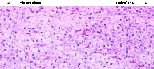 Adrenal Gland Histology: Zona Glomerulosa to Reticularis