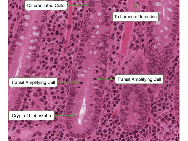 Large Intestine Histology: Crypts of Lieberkühn and Cells