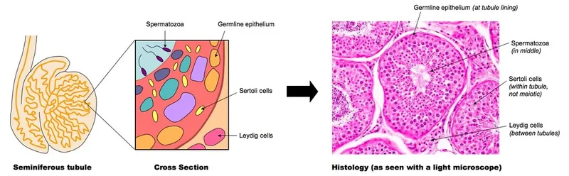 Seminiferous tubule histology with cell types