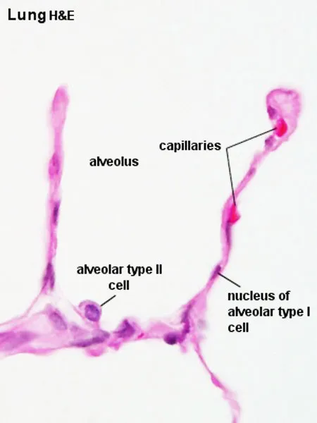 Lung Alveolus Histology with Type I & II Pneumocytes