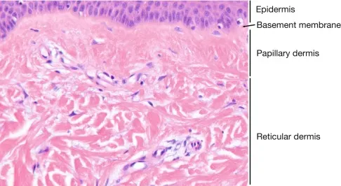 Skin Dermis Histology: Papillary and Reticular Layers