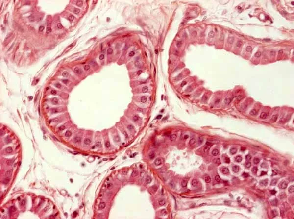 Eccrine sweat gland histology