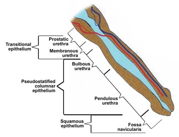 Male Urethra Epithelial Transition